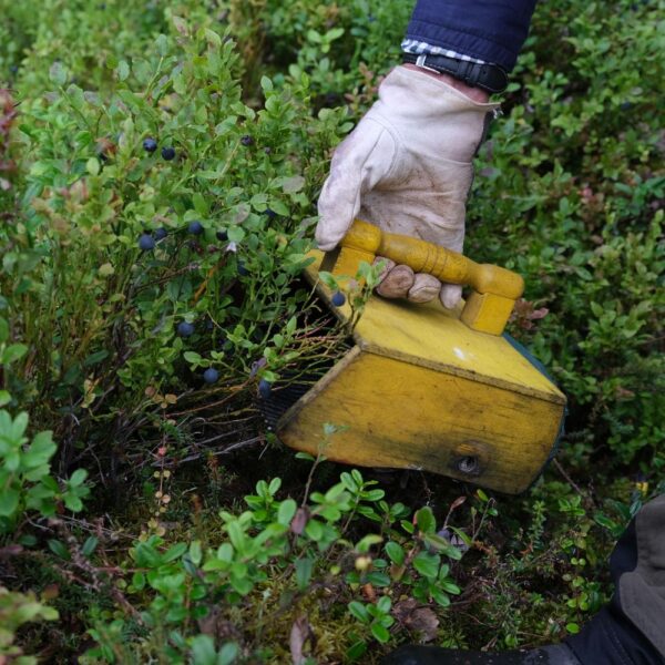 Feuilles de myrtille issues de l'agriculture biologique, friandise naturelle pour lapins