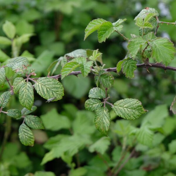 Feuilles de ronce issues de l'agriculture biologique, friandise naturelle pour lapins