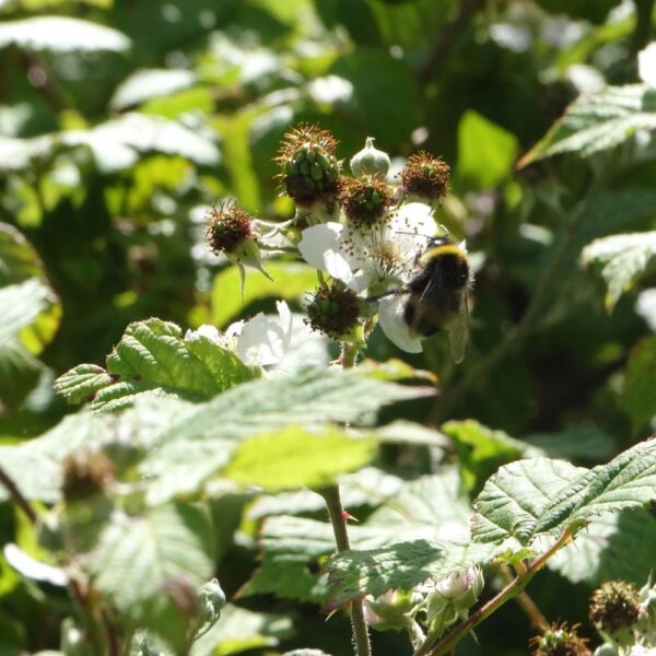 Feuilles de ronce issues de l'agriculture biologique, friandise naturelle pour lapins