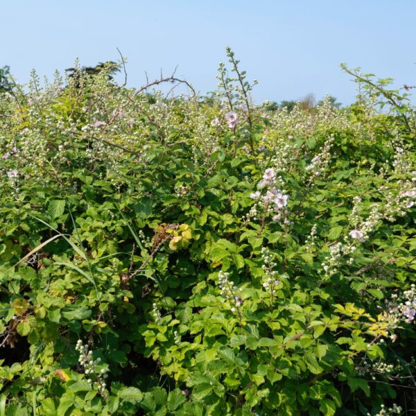 Feuilles de ronce issues de l'agriculture biologique, friandise naturelle pour lapins