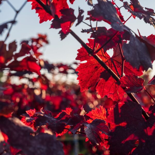 Feuilles de vigne rouge issues de l'agriculture biologique, friandise naturelle pour lapins