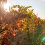Feuilles de vigne rouge issues de l'agriculture biologique, friandise naturelle pour lapins