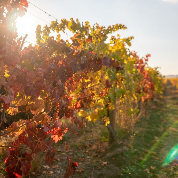 Feuilles de vigne rouge issues de l'agriculture biologique, friandise naturelle pour lapins