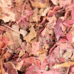 Feuilles de vigne rouge issues de l'agriculture biologique, friandise naturelle pour lapins