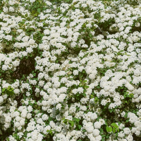 Reine des prés issue de l'agriculture biologique, friandise naturelle pour lapins