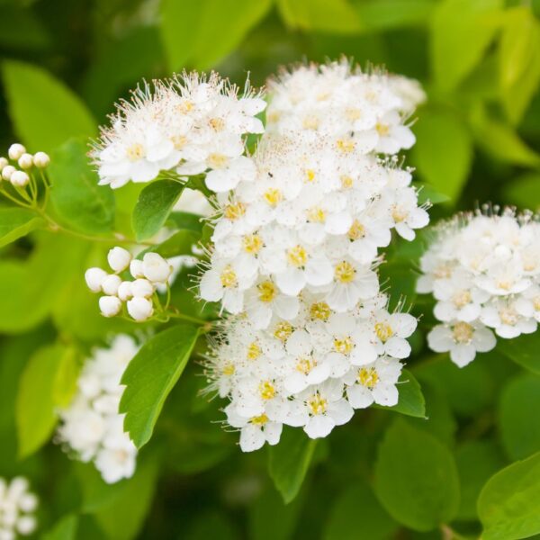 Reine des prés issue de l'agriculture biologique, friandise naturelle pour lapins