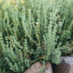 Branches de thym issues de l'agriculture biologique, friandise naturelle pour lapins