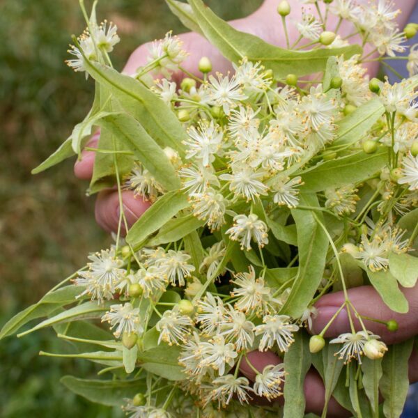 Tilleul issu de l'agriculture biologique, friandise naturelle pour lapins