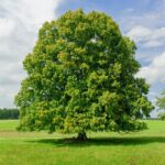 Feuilles de tilleul, friandise naturelle pour lapins