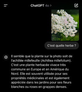 Ecran de mobile avec une recherche GPT d'une plante