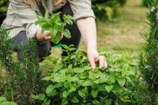 Femme cueillant des feuilles de mélisse dans un jardin biologique. Plante verte