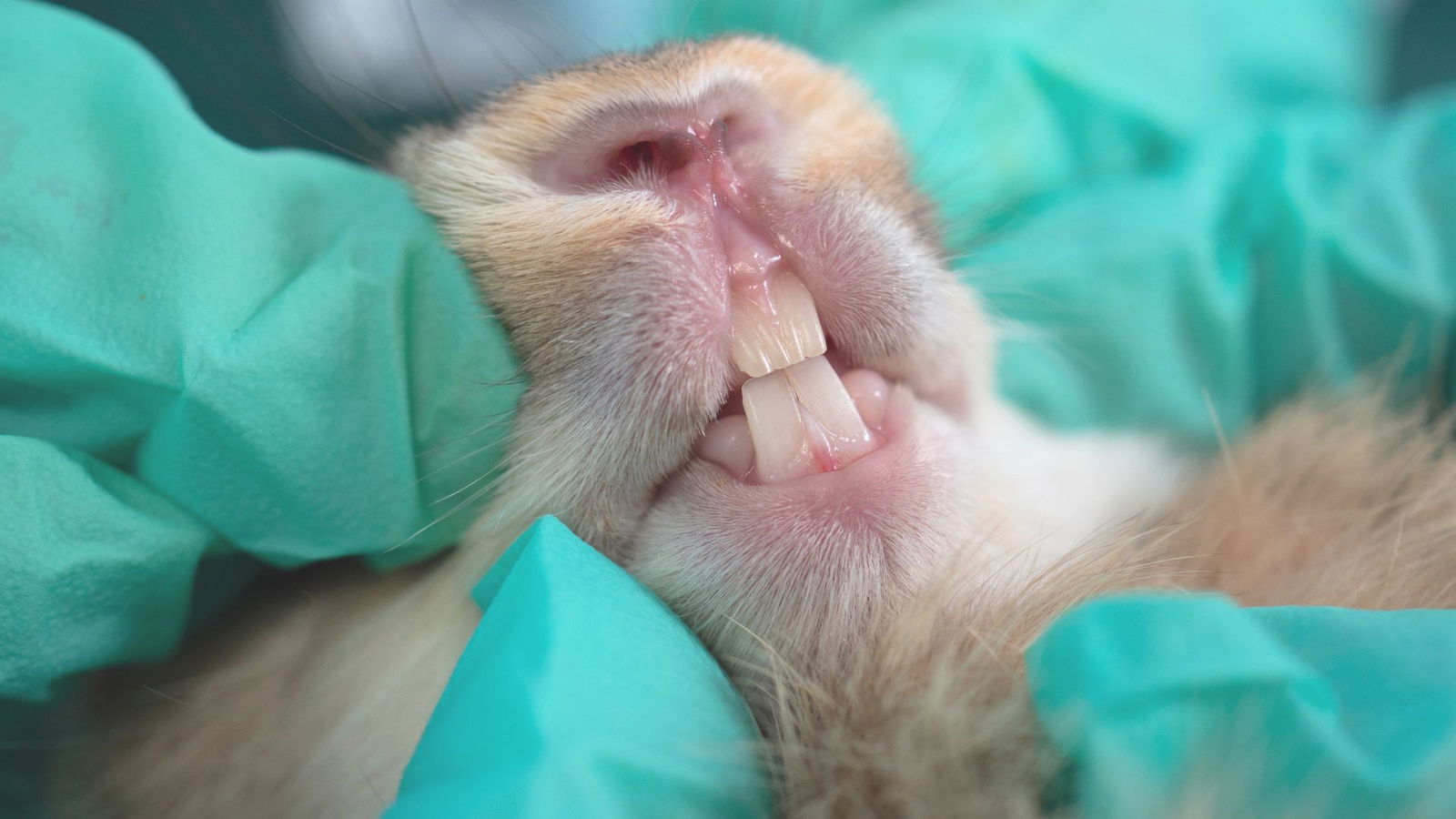 Contrôle des dents du lapin chez le vétérinaire