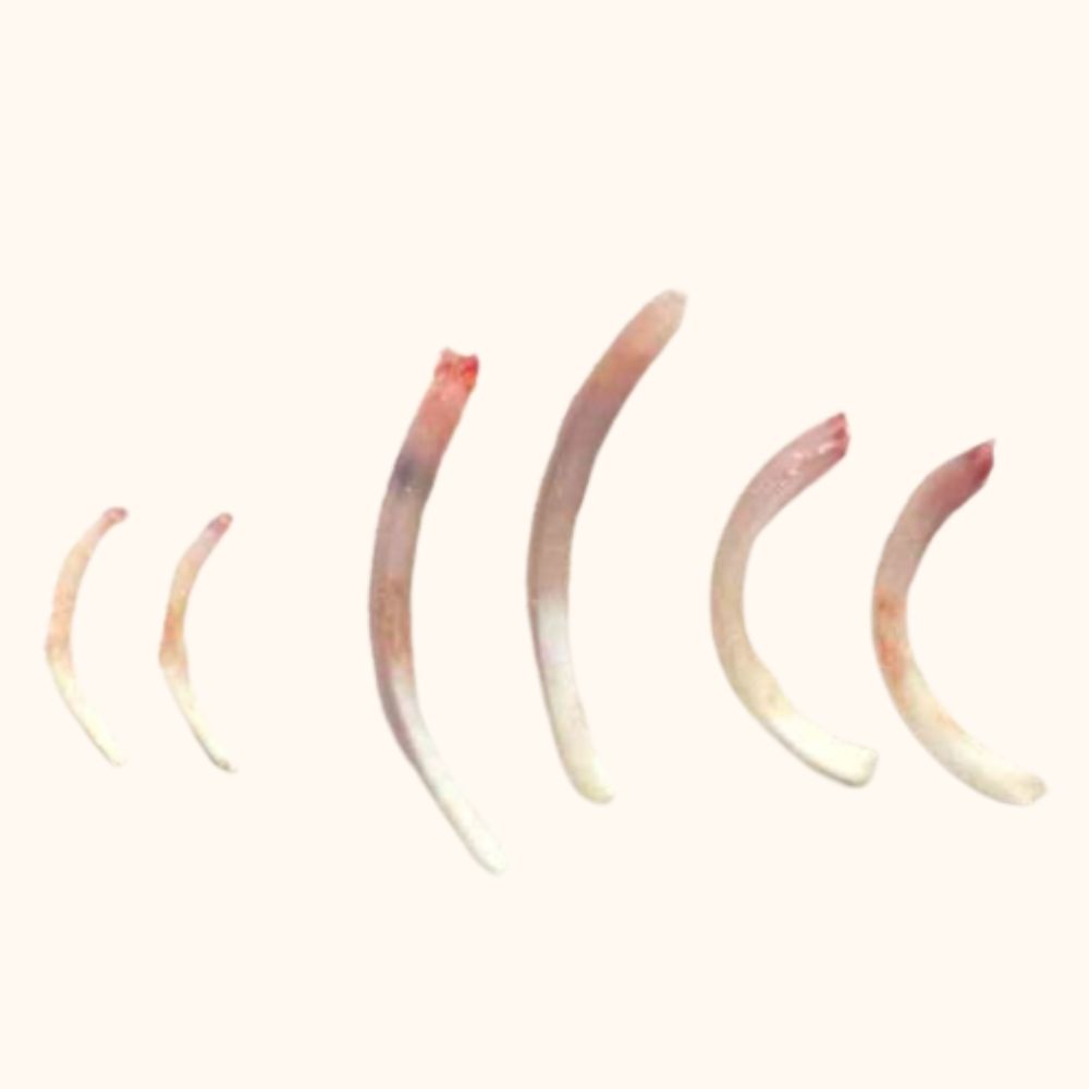 Dents de lapin