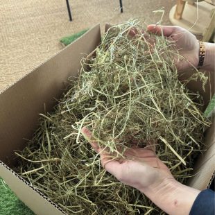 Du foin des Vosges, vert et non poussiéreux pour lapins