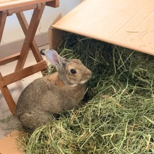Du foin des Vosges, vert et non poussiéreux pour lapins