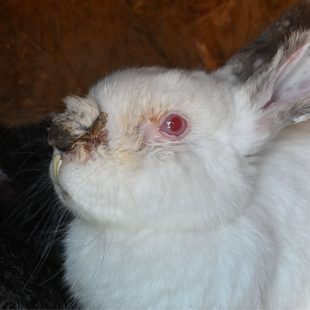 Lapin avec un gros souci dentaire 😞
