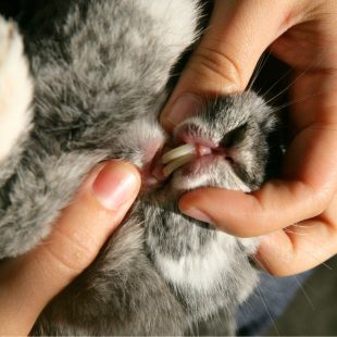 Lapin souffrant de malocclusion dentaire