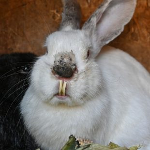 Lapin souffrant de malocclusion dentaire