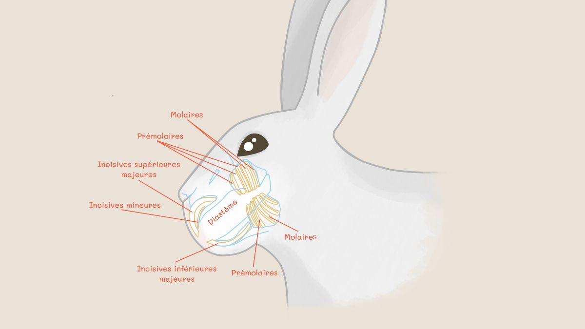 Les dents du lapin