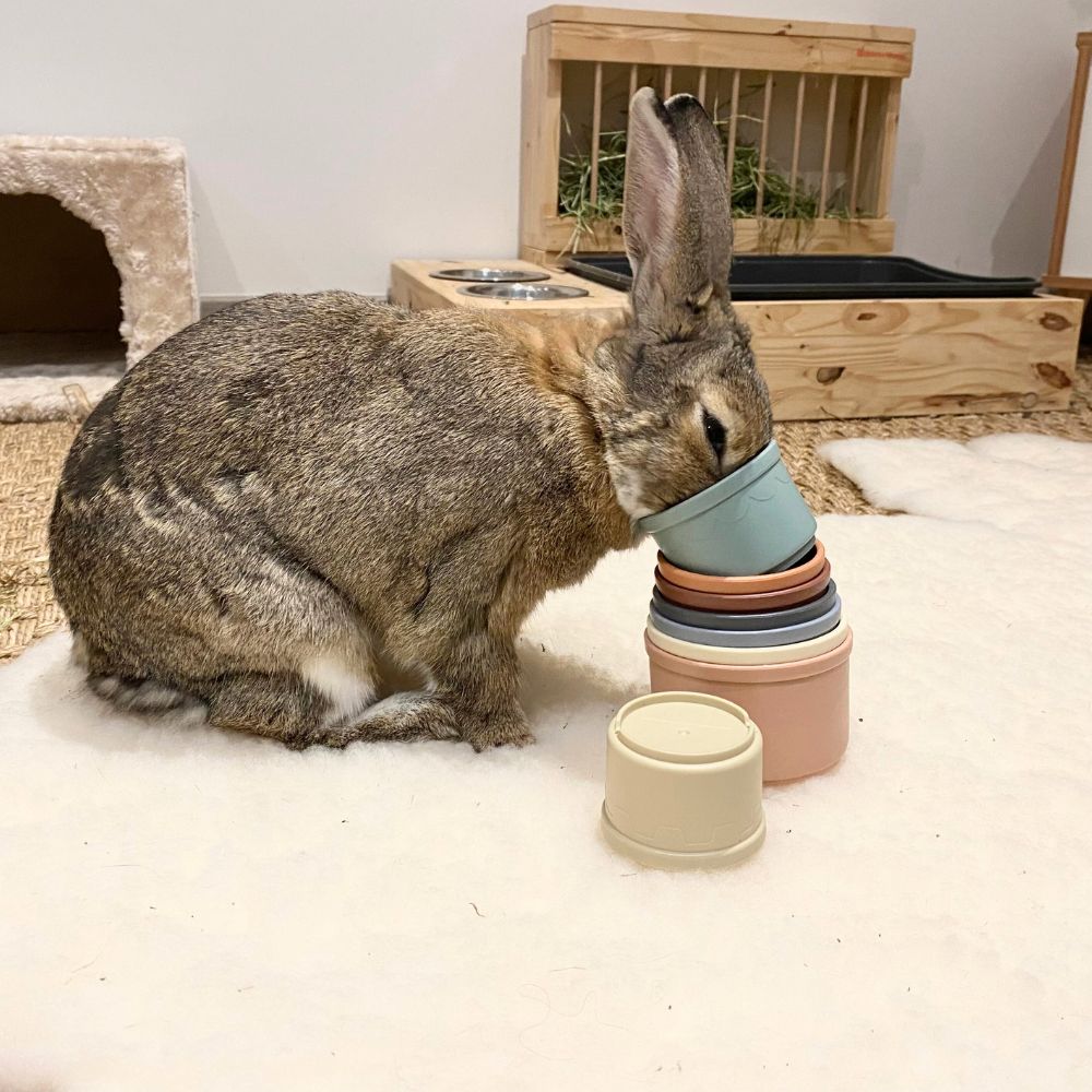 Jeux pour les lapins