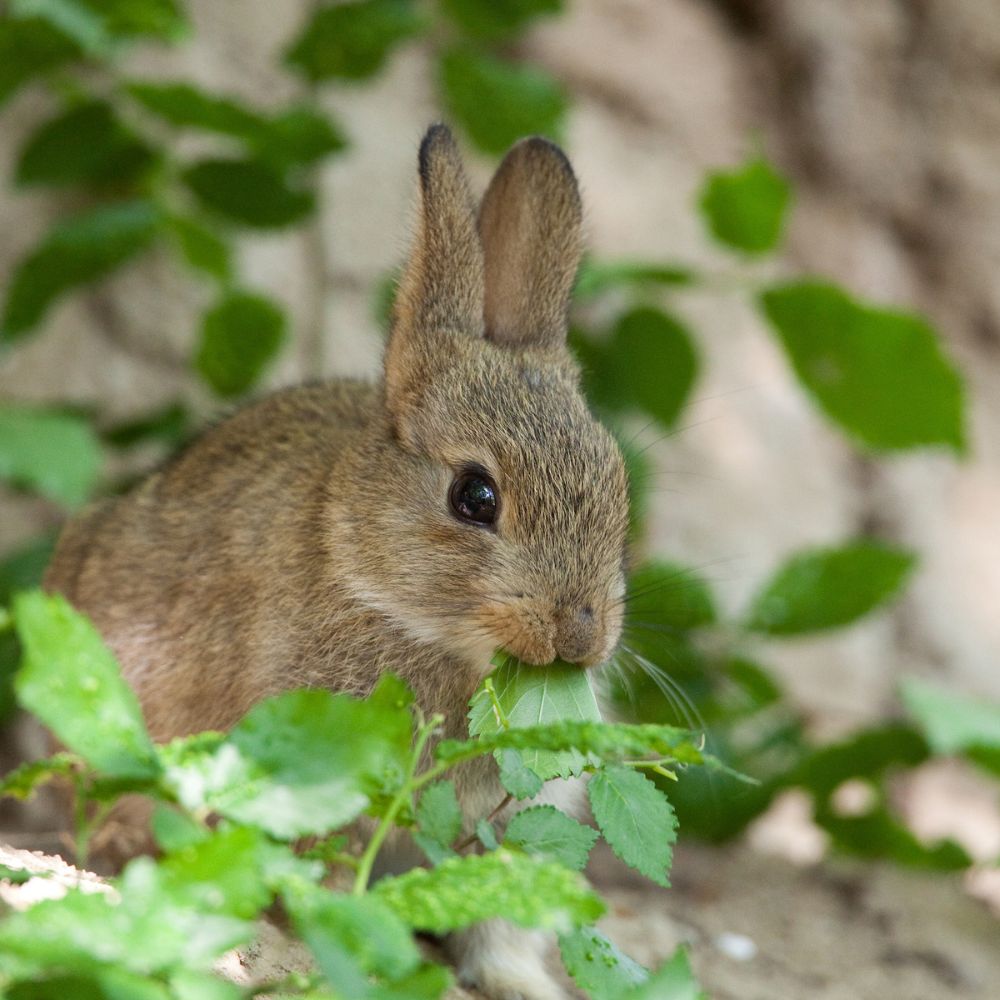 L'alimentation des lapins de garenne