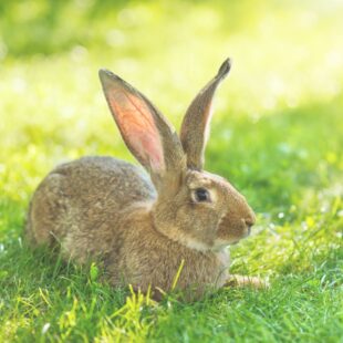 Lapin se reposant au soleil