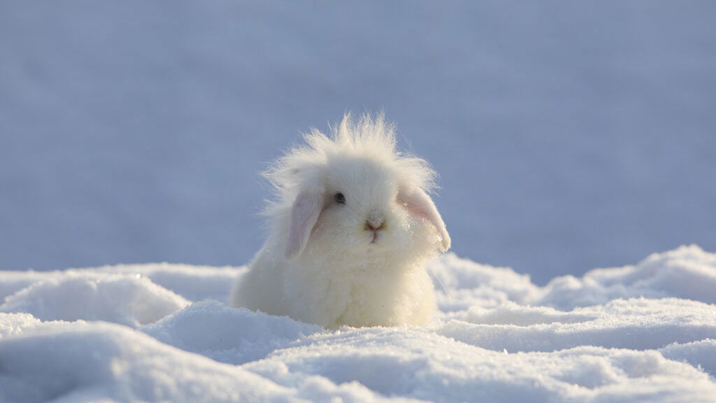 Lapin dans la neige