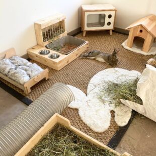 L'habitat d'un lapin d'intérieur