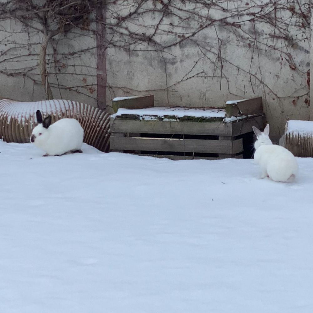 Bobby et Bamboo s'amusant dans la neige