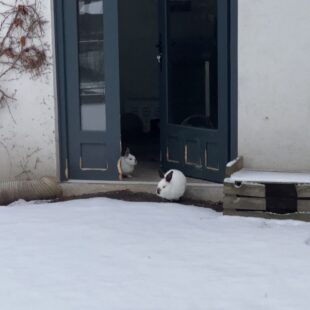 Bobby et Bamboo découvrant la neige 