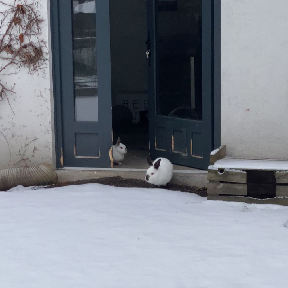 Bobby et Bamboo découvrant la neige