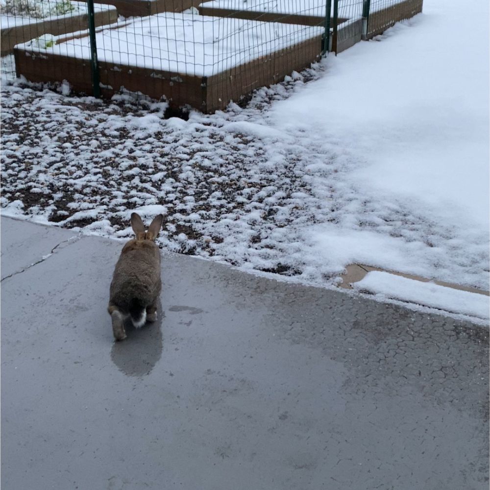 Elvis perplexe devant la neige