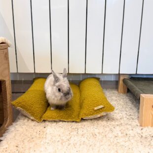 Teddy se reposant près du radiateur