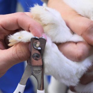 Coupe de griffes chez le lapin