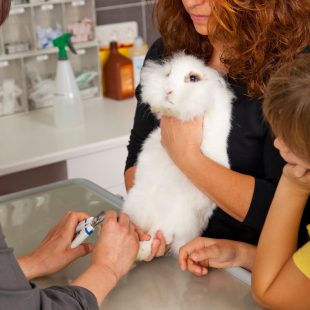 Coupe de griffes chez un veterinaire