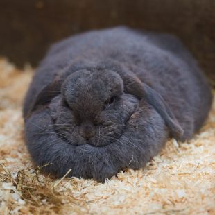 Lapin souffrant d'obésité