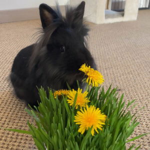 Le ptit gazon pour lapins