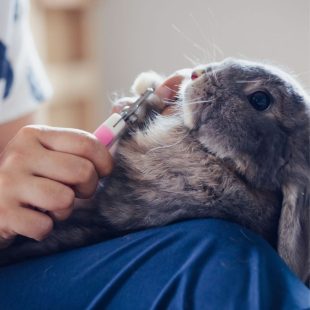 Position dite de transe, stressante pour les lapins