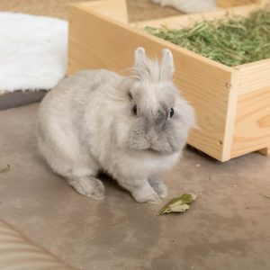 Feuilles de mûrier, friandise naturelle pour les lapins