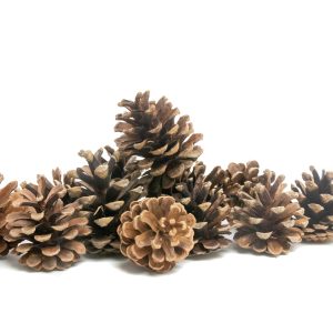 Pommes de pin, jouets pour lapins