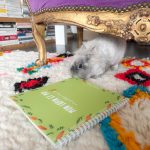 Mon lapin et moi, le carnet souvenir à remplir avec amour