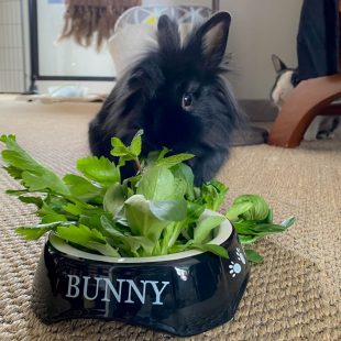 Charly et sa verdure