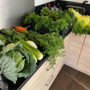 Retour du marché pour nos lapins